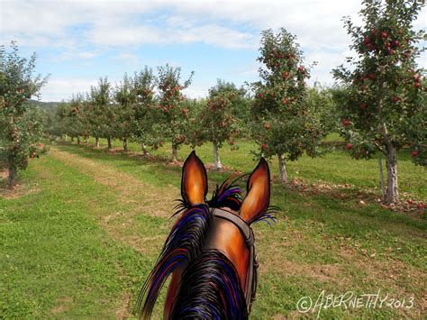 Annapolis Valley, Nova Scotia, Canada, is horse heaven. Orchards ...