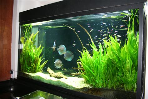 Landscape Aquarium Design photo | design aquarium | Saltwater aquarium ...