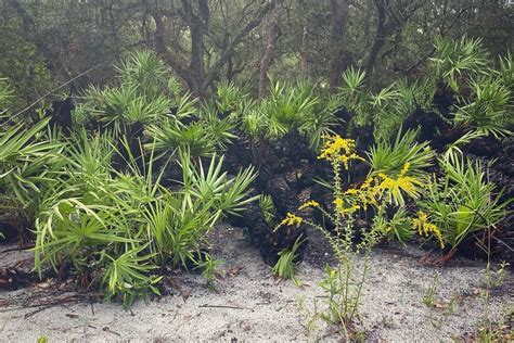 Where Is Saw Palmetto A Native Plant | Storables