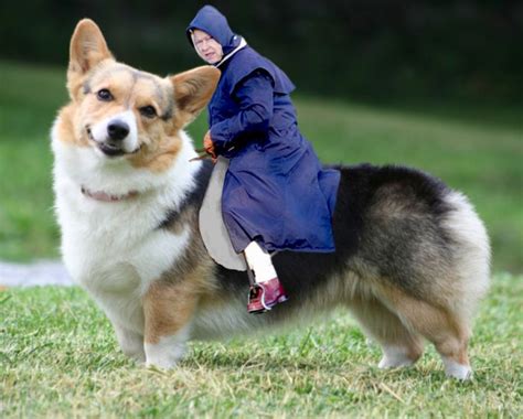 Queens Corgis | Corgi breeds, Welsh corgi puppies, Corgi beagle