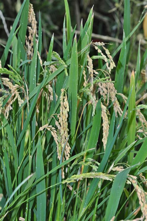 Oryza sativa (Poaceae) image 42777 at