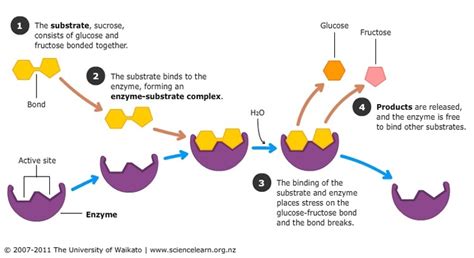 Lactase Enzyme Diagram