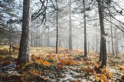 «Early Winter Forest Landscape» del colaborador de Stocksy «Aleksandra ...