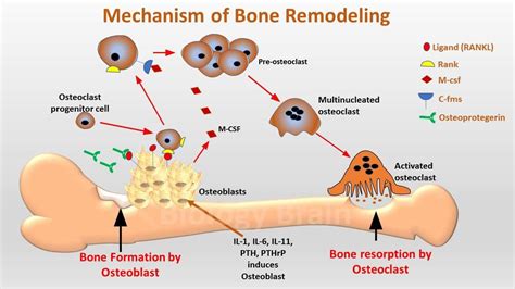 Process of bone remodeling | Osteoclast, Osteoblast, Nursing notes