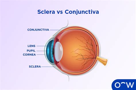 Conjunctiva: Anatomy, Regions, Function, and Associated Eye Conditions