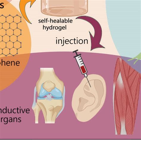 Broad overview on tissue engineering. Tissue engineering contributes to ...