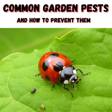 Common Garden Pests - Ace's Garden & Landscape, LLC