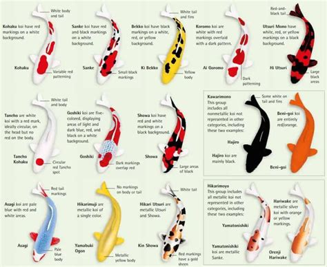 koi varieties Butterfly koi varieties : biological science picture ...