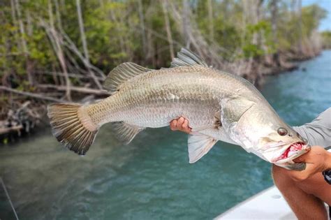 How to Fish for Barramundi: The Complete Guide (Updated 2023)