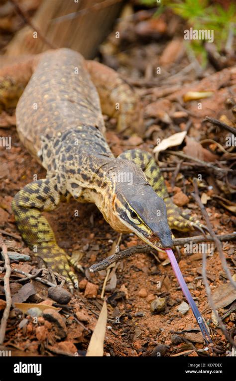 Sand goanna hi-res stock photography and images - Alamy