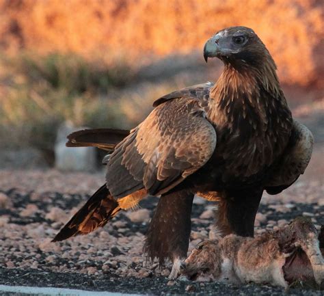 Richard Waring's Birds of Australia: A Wedge-tailed Eagle in the late ...