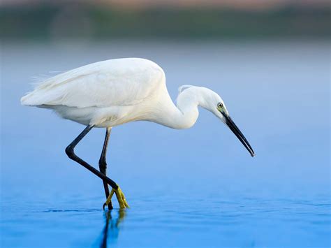 Little Egret Bird Facts (Egretta garzetta) | Bird Fact