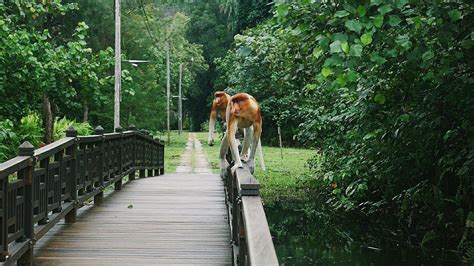 Bako National Park (Kuching) - 2019 All You Need to Know BEFORE You Go ...