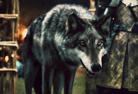 Direwolf | Game of Thrones Wiki | Fandom