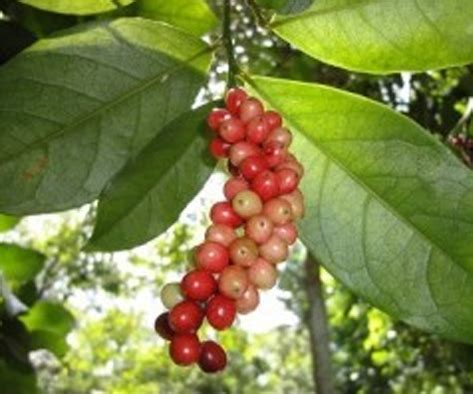 Best 12 Amazing Health Benefits Of Bignay Fruit - Yabibo