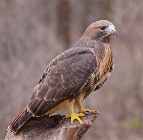 9 Types of Hawks in Florida (Species Guide + Pictures) - Birdwatching Tips