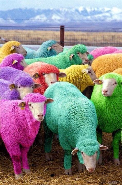 #minecraft rainbow sheep spawn into the real world! | Sheep, Funny ...