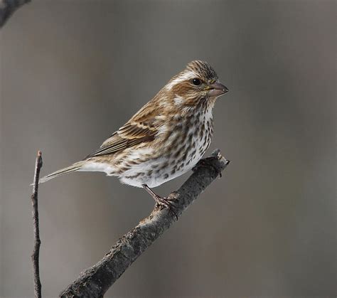 Purple Finch Female Photograph by Bob Schlake