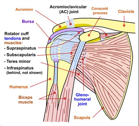 Shoulder Pain – Part 2 | News of Davidson