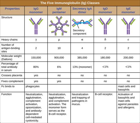 21.3: Antibodies - Biology LibreTexts