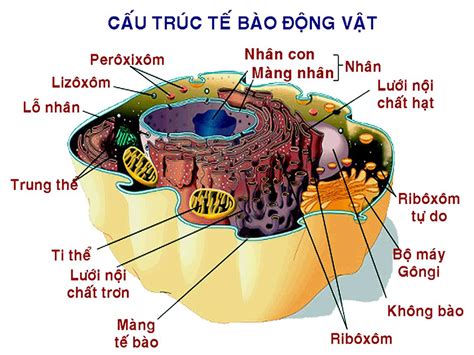 Sinh 8 bài 3: Tế bào - Lý thuyết môn Sinh học 8 - VnDoc.com