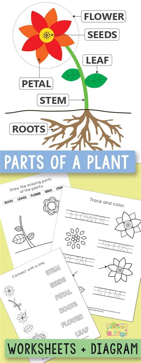 Free Printable Parts of a Plant Worksheets | Plants worksheets, Plants ...