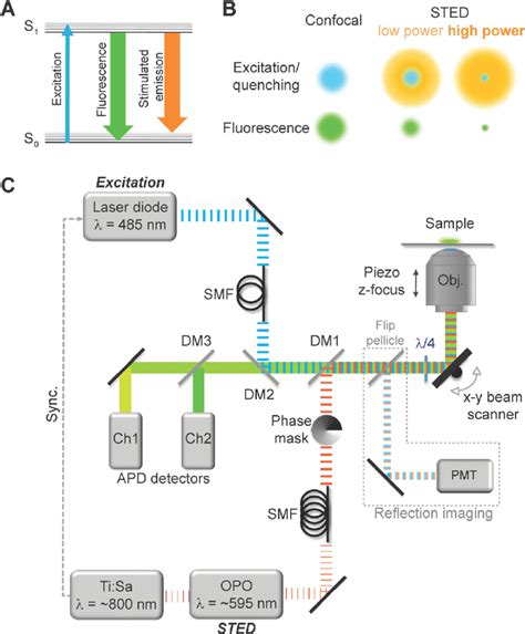 Basic principle of STED microscopy. In STED microscopy stimulated ...