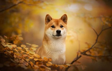 Shiba Inu Wallpaper - werohmedia