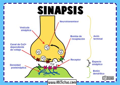 Sinapsis neuronal - ABC Fichas