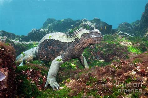 Marine Iguana Feeding At Sea Photograph by Reinhard Dirscherl/science ...