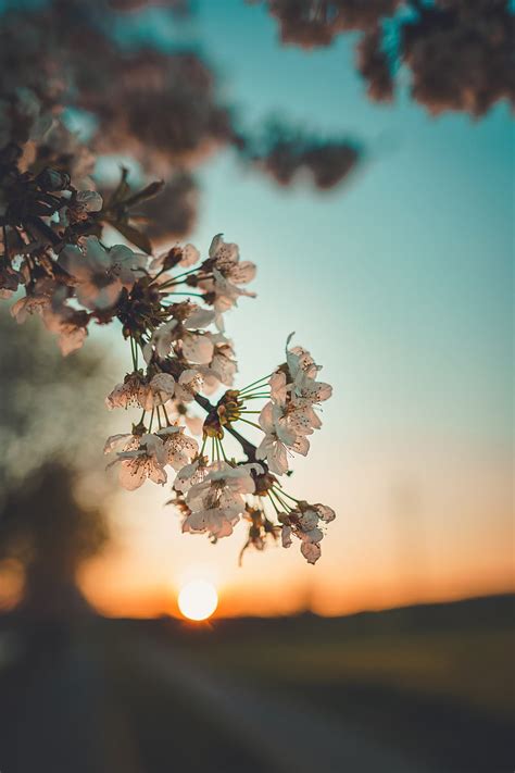 Flowers, sunset, branch, HD phone wallpaper | Peakpx