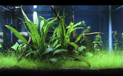 Low Tech 10 Gallon Aquascape - Aquascape Ideas