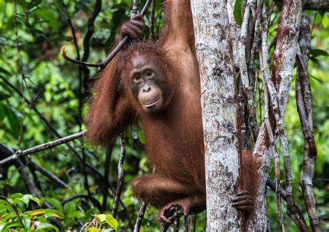 Five Endangered Animals We Love (& How We Show It) | Rainforest Alliance