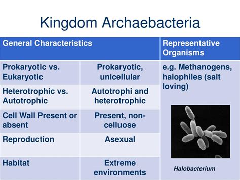 PPT - Levels of Classification PowerPoint Presentation, free download ...