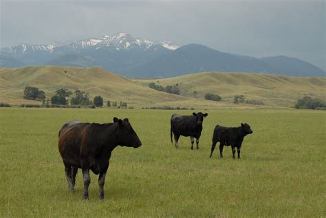 Montana Cattle Ranches for Sale Montana Cattle Ranches for Sale ...