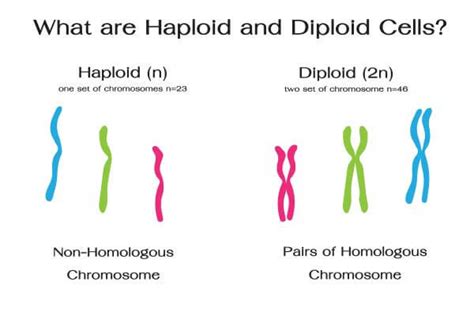 8 Which of the Following Cell Types Is Haploid