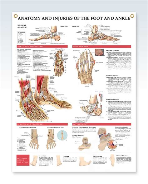 Anatomy and Injuries of the Foot and Ankle Exam Room Poster ...