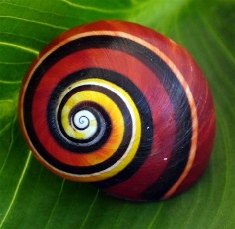 Painted snail Polymita picta - Art Kaleidoscope