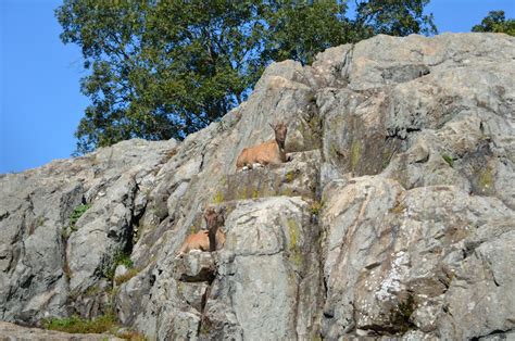 Markhor Habitat - ZooChat