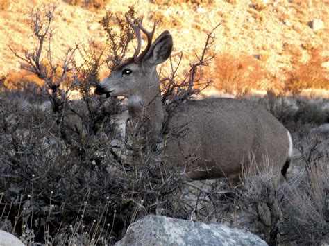 Sierra Nevada Wildlife : Photo Albums : SummitPost