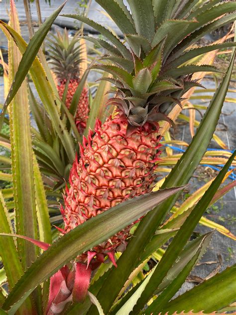 Red Pineapple Plant – Miami Fruit