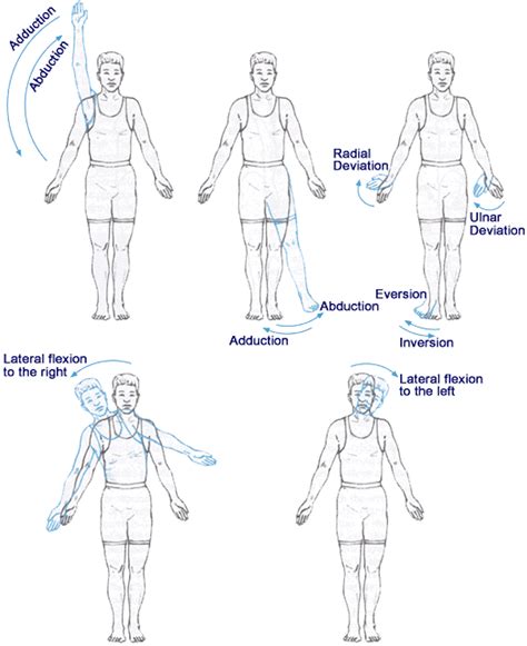 Shoulder Horizontal Abduction Muscles