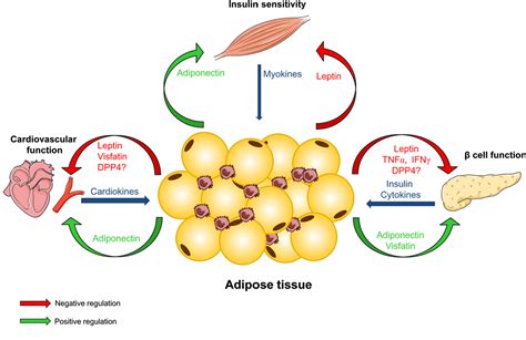 Figure 3 from Adipose tissue and its role in organ crosstalk ...