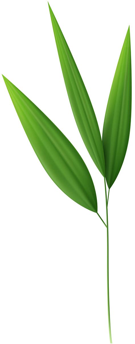 Bamboo clipart bamboo leaf, Bamboo bamboo leaf Transparent FREE for ...