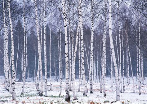 Birch tree wallpaper White Xmas Tree, White Pine Tree, White Birch ...