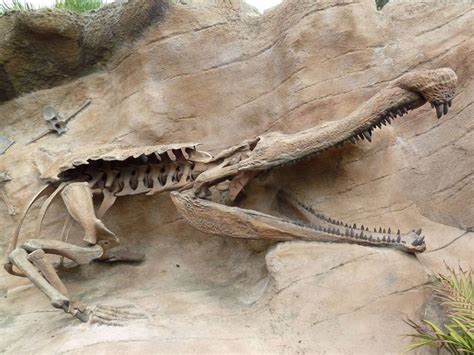 Children's Zoo - Sarcosuchus Imperator Fossil » Oakland Zoo Gallery ...