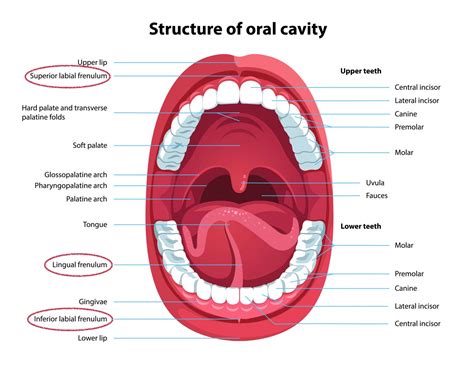 Speech Therapy and Frenectomies | Speech Blubs