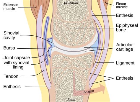 Synovial fluid - Wikipedia