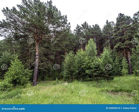 Green Clean Large Forest Clearing in Summer Stock Photo - Image of ...