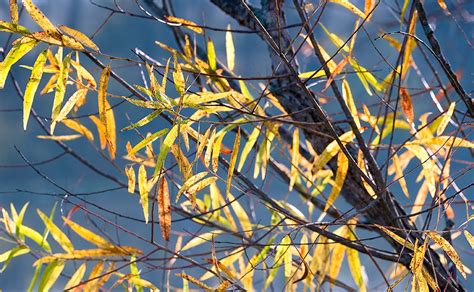 Black Willow – Prairie Garden Trust